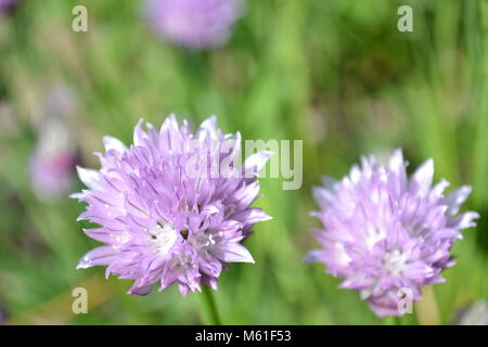 Erba cipollina close-up Foto Stock