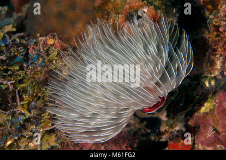 Magnifica Feather Duster Worm (Protula magnifica) nei pressi di Panglao Island, Filippine Foto Stock