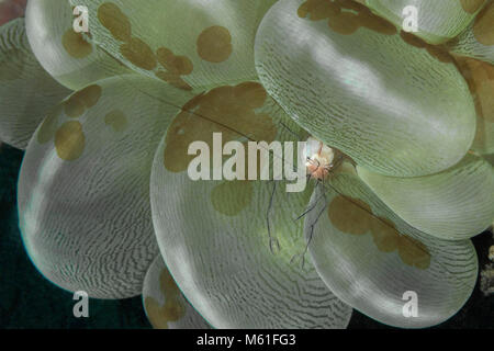 Bubble coral gamberetti (Vir philippinensis) Foto Stock