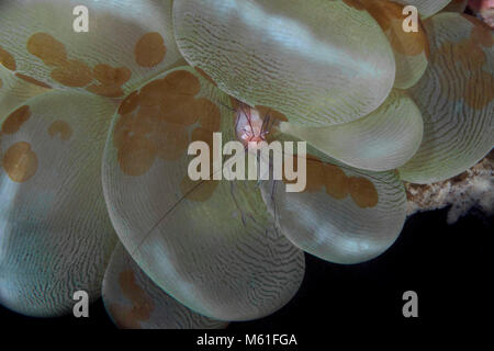 Bubble coral gamberetti (Vir philippinensis) Foto Stock