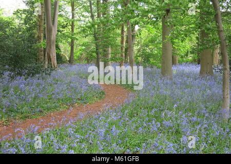 Percorso di avvolgimento attraverso il bluebell legno a Coton Manor Gardens Foto Stock