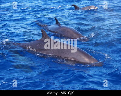 False Orche socializzare con i delfini, Isola di Madeira (Oceano Atlantico) Foto Stock