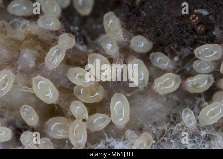 Ingrandimento di acari dalla famiglia Acaridae. Foto Stock