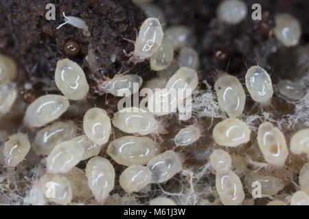 Ingrandimento di acari dalla famiglia Acaridae. Foto Stock