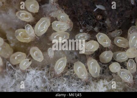 Ingrandimento di acari dalla famiglia Acaridae. Foto Stock