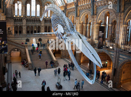 Blu femmina di scheletro di balena denominata "Speranza" nel Hintze Hall, il Museo di Storia Naturale di Londra, Regno Unito Foto Stock