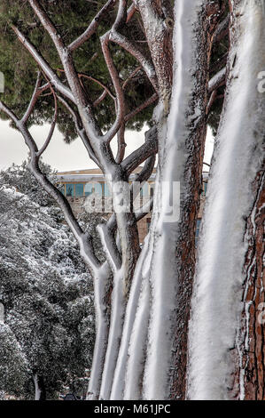 Roma, Italia. Il 26 febbraio, 2018. Neve in Roma, fila di coperte di neve tronchi di alberi Foto Stock