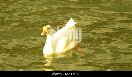 Indian Runner Duck Foto Stock