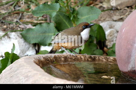 Bianco LAUGHINGTHRUSH THROATED Foto Stock