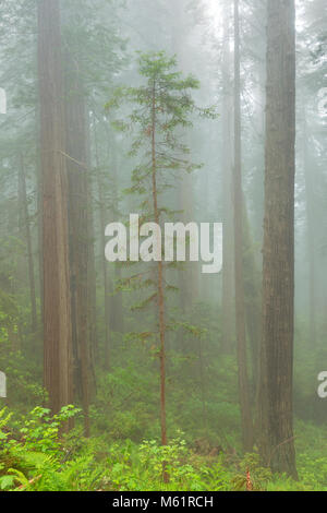 Redwoods, nebbia costiera, la dannazione Creek, del Norte stato Redwoods, Parco Nazionale di Redwood e parchi statali, California Foto Stock