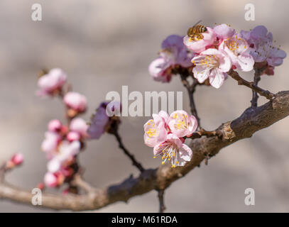 Blossom tree sulla natura dello sfondo. Fiori di Primavera.la molla dello sfondo. Messa a fuoco selettiva. Vintage effetto filtro Foto Stock