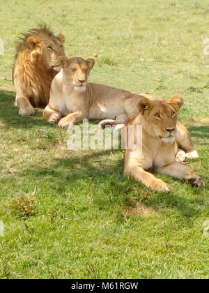 Lion maschio grande nel cuore della savana africana Masai Mara Kenya Foto Stock