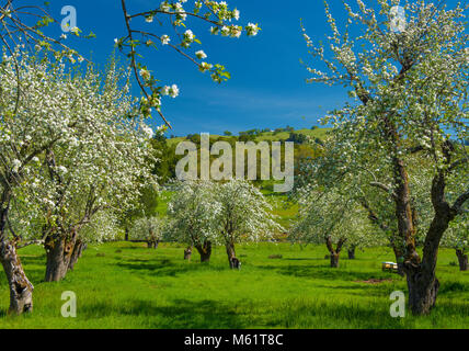 Apple Blossoms, Acorn Ranch, Yorkville, Mendocino County, California Foto Stock