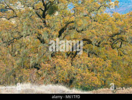 Valle di querce, Quercus lobata, Acorn Ranch, Yorkville, Mendocino County, California Foto Stock