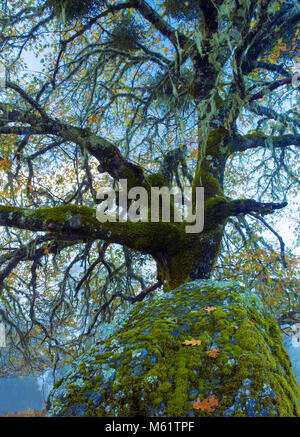 Valley Oak, Quercus lobata, Yorkville Highlands, Mendocino County, California Foto Stock