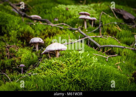 Dalla Foresta delle fiabe del Palatinato superiore. Funghi nella valle di Waldnaab, Baviera, Germania Foto Stock