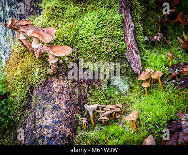 Funghi nella riserva naturale Germania Waldnaabtal Foto Stock