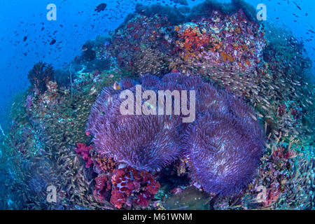 Glassfish swirl intorno anemoni di bioluminescenza che copre una barriera corallina su Richelieu Rock nel Mare delle Andamane al largo della costa della Thailandia. Foto Stock