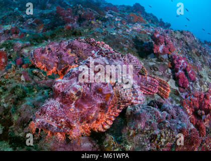 Coppia di scorfani barbuto non hanno dove nascondersi su un morente Coral reef. Richelieu Rock, sul Mare delle Andamane, Thailandia. Foto Stock