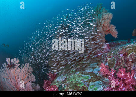 Scuola di argento traslucido glassfish riflettono il colore dei loro dintorni come una scintillante caleidoscopio. Richelieu Rock, sul Mare delle Andamane, Thailandia. Foto Stock