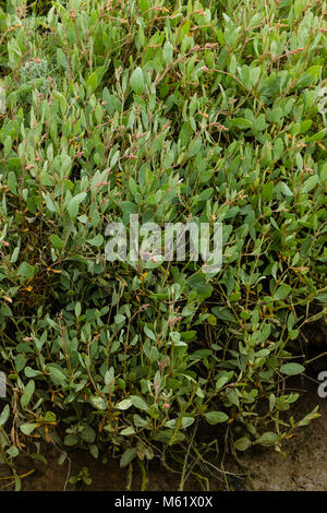 Sea Purslane (Atriplex portulacoides) Foto Stock