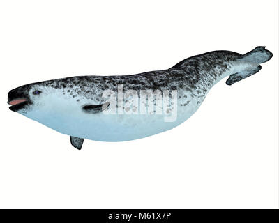 Il Narwhal è di medie dimensioni balena dentata che vive in famiglia sociale baccelli di diverse persone. Foto Stock