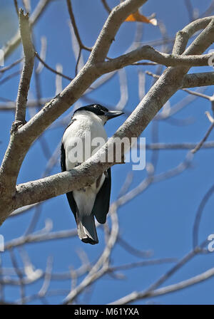 Chabert Vanga (Leptopterus chabert chabert) adulto appollaiato sul ramo di Ampijoroa stazione forestale, Madagascar Novembre Foto Stock