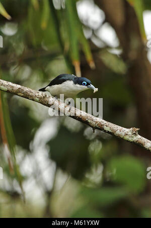 Chabert Vanga (Leptopterus chabert chabert) adulto appollaiato sul ramo con la preda in bill Analamazaotra riserva speciale, Alaotra-Mangoro, Madagascar Foto Stock