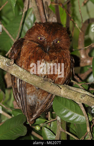 Raiforest Assiolo (Otus rutilus) rufous adulto di fase a roost Analamazaotra riserva speciale, Alaotra-Mangoro, Madagascar Ottobre Foto Stock