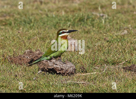 Olive Gruccione (Merops superciliosus superciliosus) adulto in piedi sul bestiame bovino sterco Ifaty, Madagascar Novembre Foto Stock