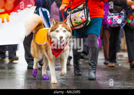 Street a piedi husky cane al guinzaglio durante il giorno di pioggia Foto Stock