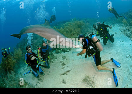 I subacquei e Bottlenose Dolphin (Tursiops truncatus) in corrispondenza di una scogliera corallina caraibica, Curacao, Antille olandesi, Caraibi, Mar dei Caraibi Foto Stock