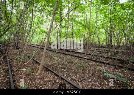 Alberi fra le tracce di un abbandono della stazione ferroviaria, ora un parco pubblico Schöneberger Südgelände Riserva Naturale di Berlino. Foto Stock