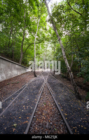 Unione betulle bianche tra le tracce di un abbandono della stazione ferroviaria, ora un parco pubblico Schöneberger Südgelände Riserva Naturale di Berlino. Foto Stock