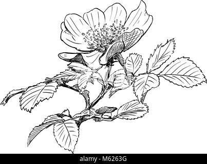 Vettore di disegno a mano di rose selvatiche ramo con fiore in fiore Illustrazione Vettoriale