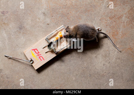 Morto casa comune mouse (Mus musculus) catturati in mousetrap - USA Foto Stock