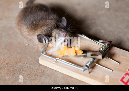 Morto casa comune mouse (Mus musculus) catturati in mousetrap - USA Foto Stock