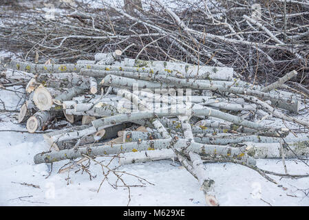 Legname, giacente nella neve, un log abbattuti in inverno per legna da ardere Foto Stock