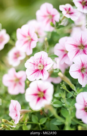 Rosa fiori di petunia per giardino e bella casa Foto Stock