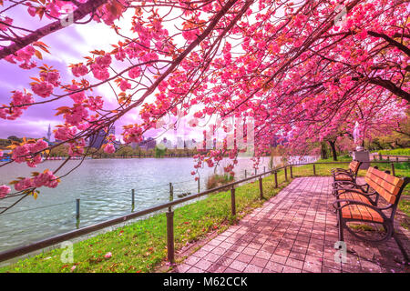 Panche sotto gli alberi di ciliegio in piena fioritura durante Hanami lungo Shinobazu stagno nel Parco di Ueno, un parco vicino alla stazione di Ueno, Tokyo centrale. Il Parco Ueno è considerato il posto migliore a Tokyo per la fioritura dei ciliegi. Foto Stock