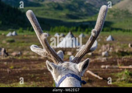 Tsaatan Vita, renne Herder, Tsaaganuur, Mongolia Foto Stock