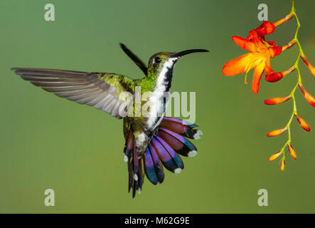 Verde-breasted Mango hummingbird hovering femmina prima di un fiore Foto Stock