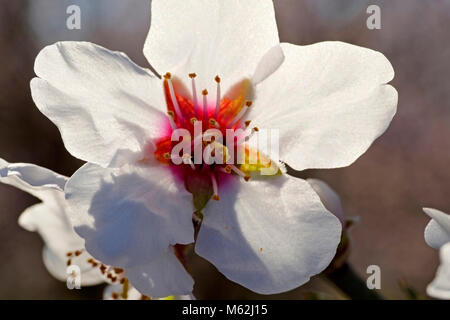 Almond Blossom Orchard sul francese Camp Road, vicino Manteca, California Foto Stock