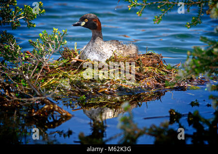 Adulto Australasian svasso (Tachybaptus novaehollandiae) seduto sul nido. Hawker Street Riserva, Australia occidentale Foto Stock