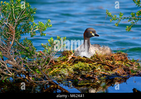 Adulto Australasian svasso (Tachybaptus novaehollandiae) seduto sul nido. Hawker Street Riserva, Australia occidentale Foto Stock