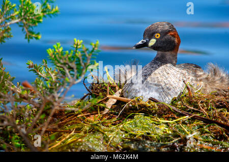 Adulto Australasian svasso (Tachybaptus novaehollandiae) seduto sul nido. Hawker Street Riserva, Australia occidentale Foto Stock