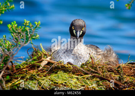 Adulto Australasian svasso (Tachybaptus novaehollandiae) seduto sul nido. Hawker Street Riserva, Australia occidentale Foto Stock