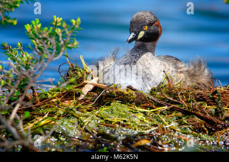 Adulto Australasian svasso (Tachybaptus novaehollandiae) seduto sul nido. Hawker Street Riserva, Australia occidentale Foto Stock