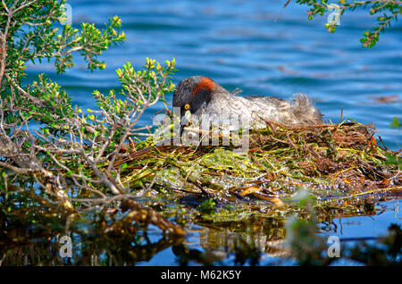 Adulto Australasian svasso (Tachybaptus novaehollandiae) seduto sul nido. Hawker Street Riserva, Australia occidentale Foto Stock