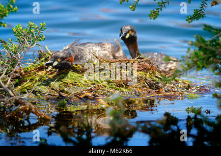 Australasian svasso (Tachybaptus novaehollandiae) coniugata sul nido. Hawker Street Riserva, Australia occidentale Foto Stock